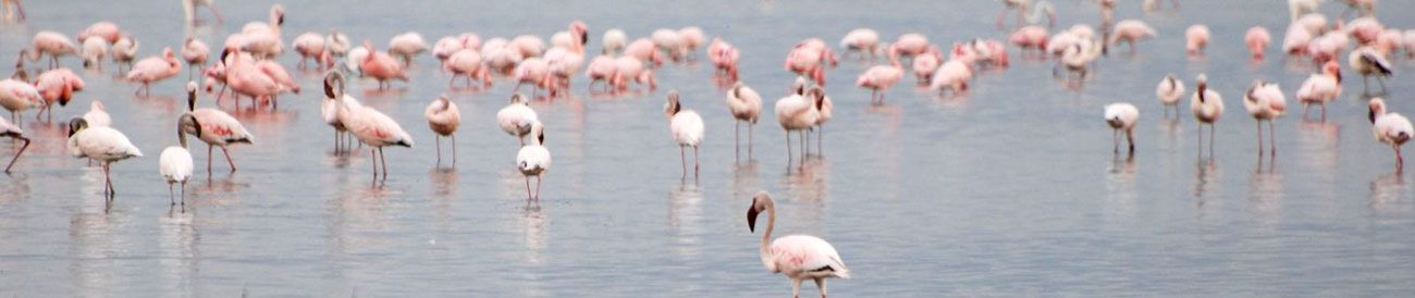 Fabulous Flamingo & Mara Adventure